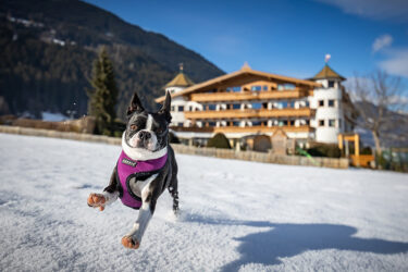 Tipps & Ratschläge für einen Urlaub mit Hund