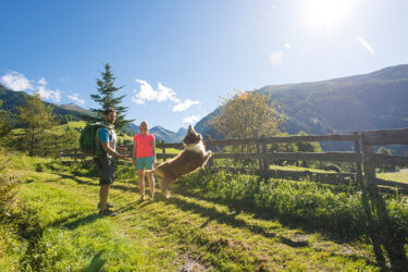 Wer mit seinem Hund in die Berge fährt, sollte auch an die richtige Reiseapotheke denken